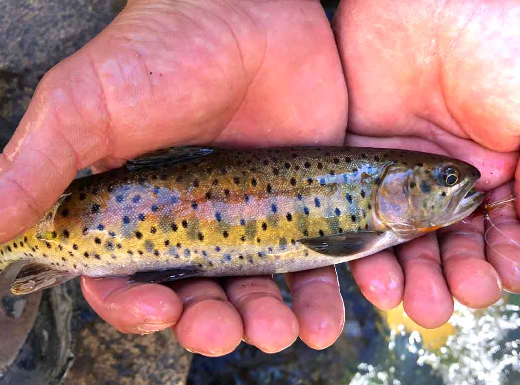 Upper Truckee River - El Dorado County