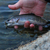 grouse-lake-dw