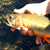 penner-lake-nc