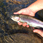 ef-carson-river-ac