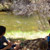 markleeville-creek-ac