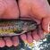 upper-truckee-river-ec