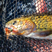 upper-truckee-river-ec