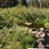 upper-truckee-river-ec
