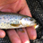 upper-truckee-river-ec
