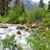 wf-carson-river-ac